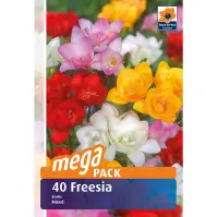 Fressia megapack 40 ks - Semená