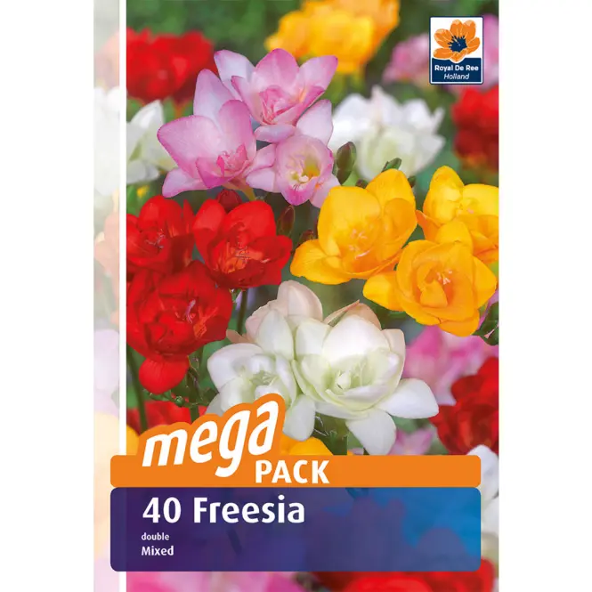 Fressia megapack 40 ks - Semená