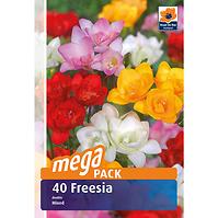 Fressia megapack 40 ks