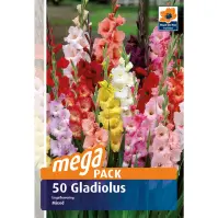 Gladiola megapack 50 ks - semená