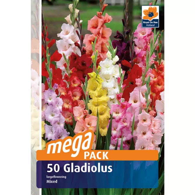 Gladiola megapack 50 ks
