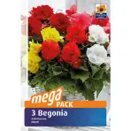 Begonia megapack 3 ks semínko