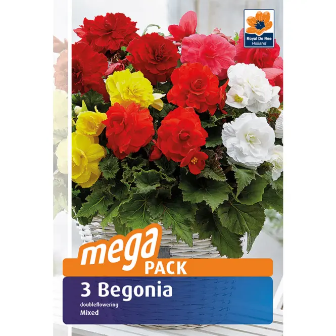 Begonia megapack 3 ks semínko