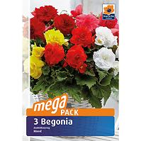 Begonia megapack 3 ks