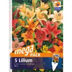 Lilium megapack 3 ks - Semená