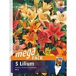 Lilium megapack 3 ks