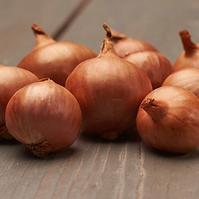 Shallots Red Sun Cibuľa sadzačka 0.5 kg 7-14MM