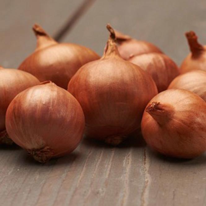 Shallots Red Sun Cibuľa sadzačka 0.5 kg 7-14MM