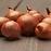 Shallots Red Sun Cibuľa sadzačka 0.5 kg 7-14MM