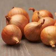 Shallots Golden Gourmet Cibuľa sadzačka  0.5kg 7-14MM