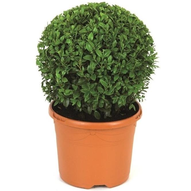 Buxus semp. P19 koule 20 cm 