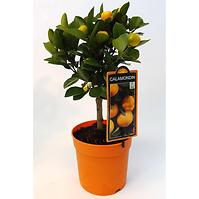 Citrus P12 citrón s ovocím