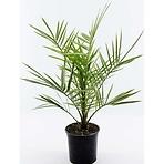 Phoenix canariensis P14