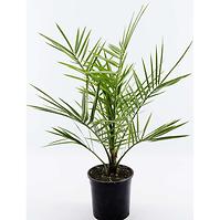 Phoenix canariensis P14