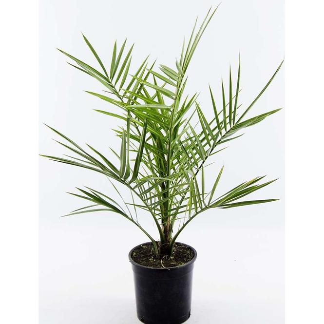 Phoenix canariensis P14