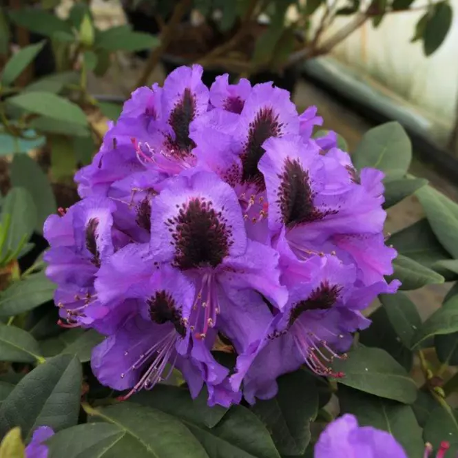 Rhododendron Hybridum C1