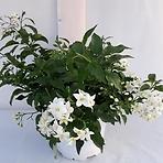 Solanum jasminoides P14