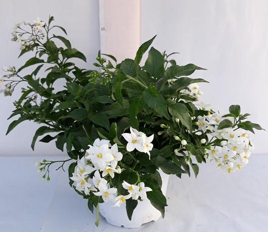 Solanum jasminoides P14