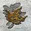 Koberec Heatset Craft 0,8/1,5 50000 257,4