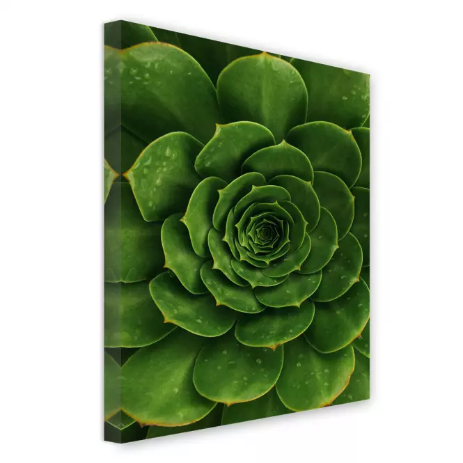 Canvas 60x80c St557 Agave