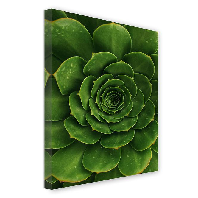 Canvas 60x80c St557 Agave