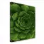 Canvas 60x80c St557 Agave,2