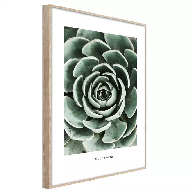 Artbox Digi 50x70 Br007 Echeveria
