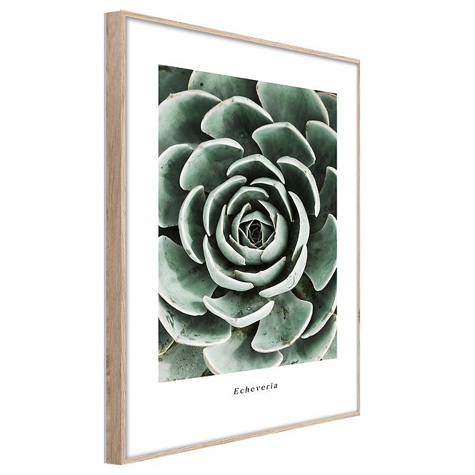 Artbox Digi 50x70 Br007 Echeveria,2