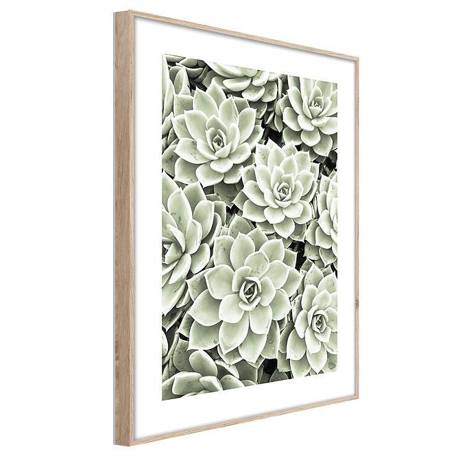 Artbox Digi 50x70 Br009 Succulents,2