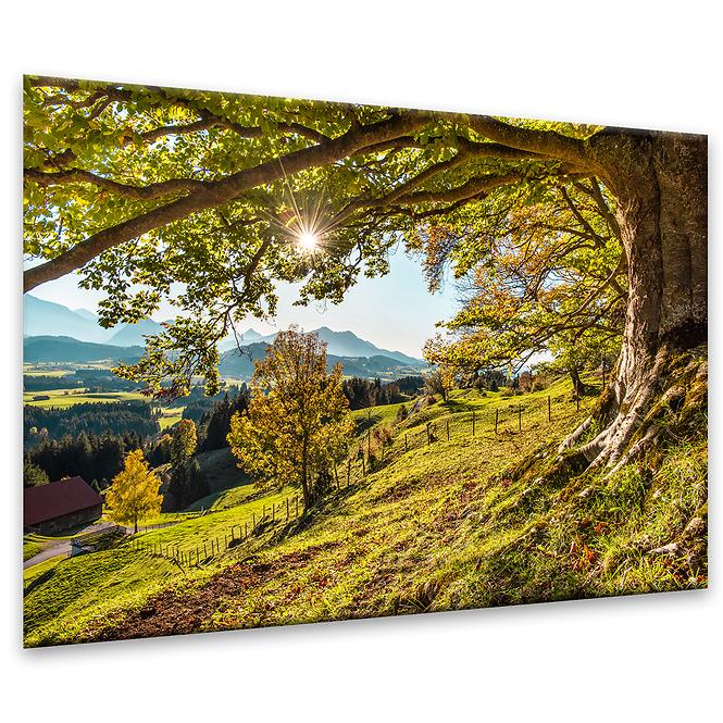 Obraz Glasspik 80x120 St545 Green Tree