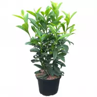 Vavrínovec PRUNUS LAUROCERASUS 80-100 cm