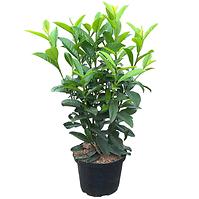 Vavrínovec PRUNUS LAUROCERASUS 80-100 cm