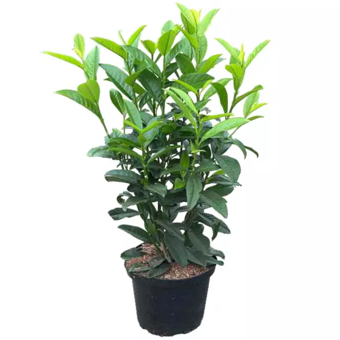 Vavrínovec PRUNUS LAUROCERASUS 80-100 cm