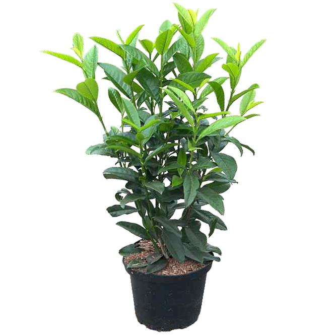 Vavrínovec PRUNUS LAUROCERASUS 80-100 cm