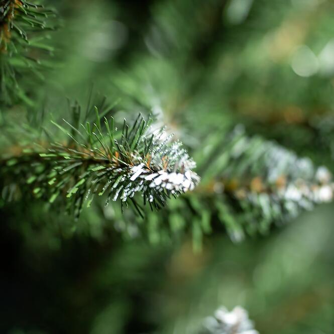 Smrek na kmeni BK 220 cm