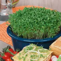 Bio Žerucha siata