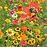 Pre včely kvetinová zmes