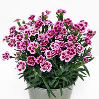 Dianthus pink kisses K9 cm