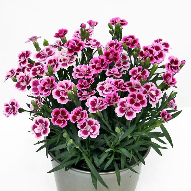 Dianthus pink kisses K9 cm