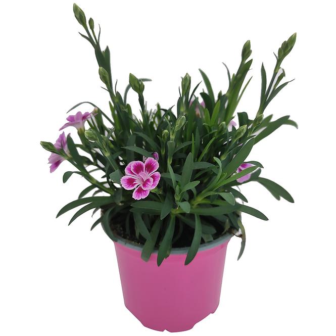 Dianthus pink kisses K9 cm