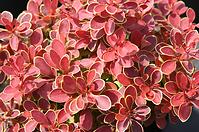 Berberis thunbergii admiration (pbr) C3 20 - 25