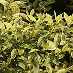 Forsythia intermedia (x) era C3 40 - 60