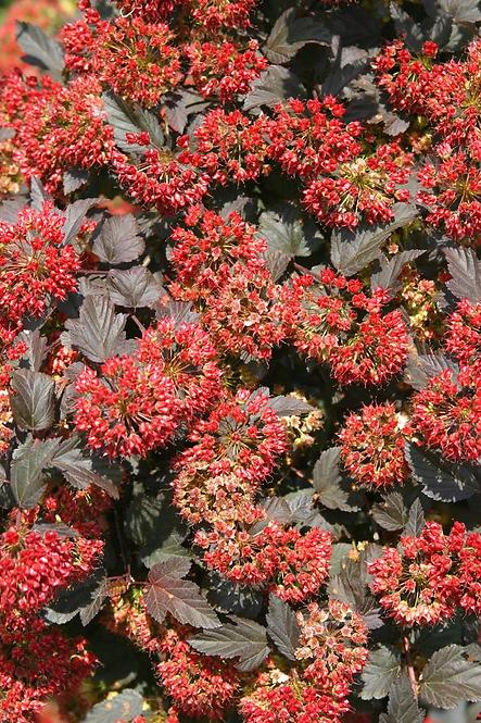 Physocarpus opulifolius diabolo pbr C5 60 - 80
