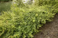 Salix integra pendula C5 100 - 120