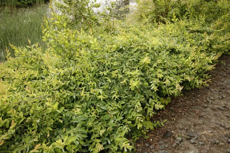 Salix integra pendula C5 100 - 120