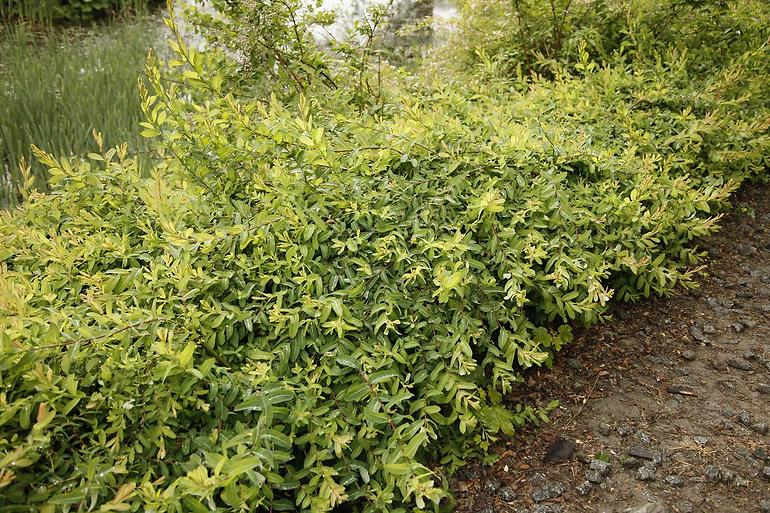 Salix integra pendula C5 100 - 120