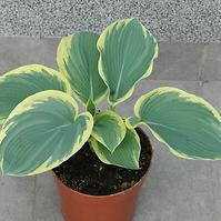 85PB HOSTA