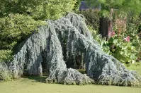 Cedrus libani atlantica glauca C6 60 - 80