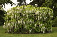 Wisteria floribunda alba C9 180 - 200
