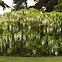 Wisteria floribunda alba C9 180 - 200